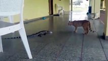 Un chat se retrouve face à un gros lézard... Peur de sa vie