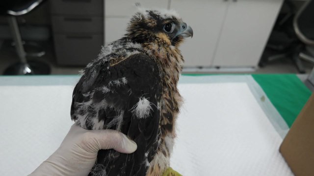 아파트에서 천연기념물 송골매 새끼 발견 / YTN