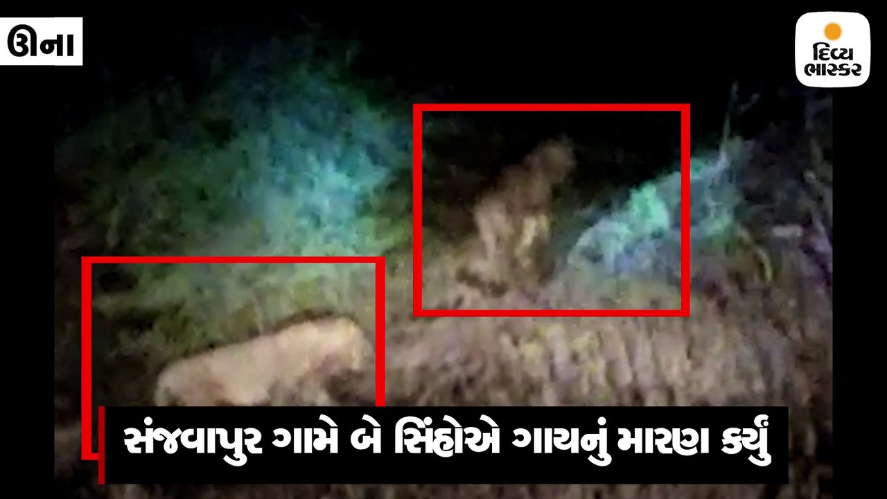 સંજવાપુર ગામે બે સિંહોએ ગાયનું મારણ કરી મિજબાની...