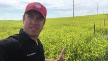 Reed Timmer reports from flower field in calm before storm