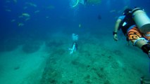 That's ME in orange board shorts diving with reef sharks in Bahamas!!!!!