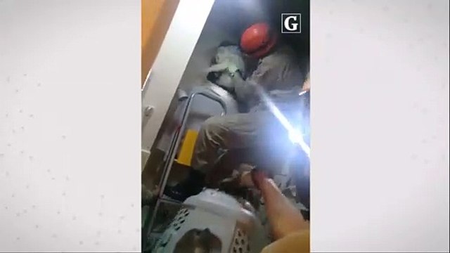 Acionados por CPI, bombeiros salvam gato em Jardim Camburi