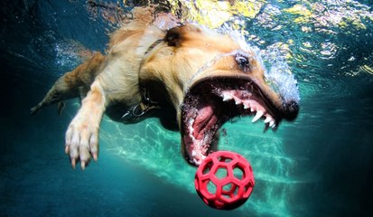 Crazy Images of Underwater Dogs