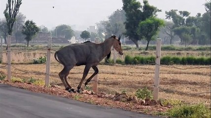 Nilgai crossing wires with legs power(1)