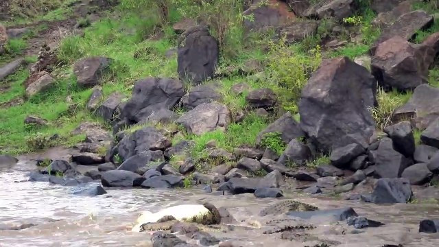 Great Migration River Crossing Masai Mara, Kenya - Zebras & Wildebeests @Lowisan