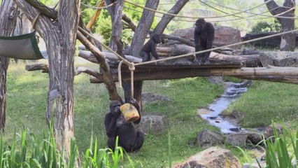 Prague zoo animals combat heat with ice-cream