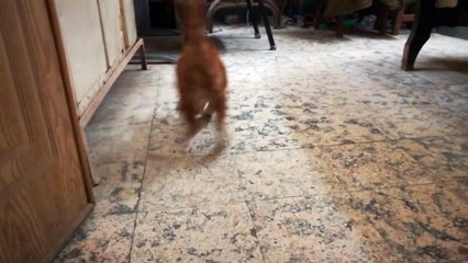 Funny Kitty With Throwing Leafs