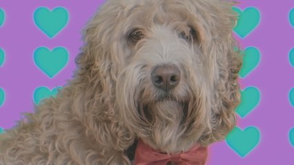 Bag Raiders - Wild At Heart