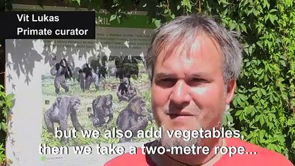 Prague zoo animals combat heat with ice-cream