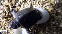 Watch A Tiny Endangered Turtle Coming Out Of Its Shell
