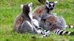 Ring-Tailed Lemurs Cleaning　間嶋真