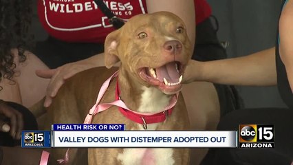 11 dogs with distemper on brink of euthanasia adopted at MCACC East