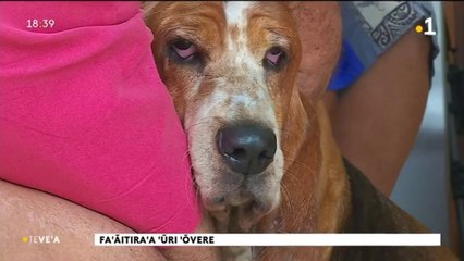 TH : Recensement canin : Vairao aux abois