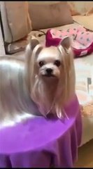 Cute Puppies doing funny stuff