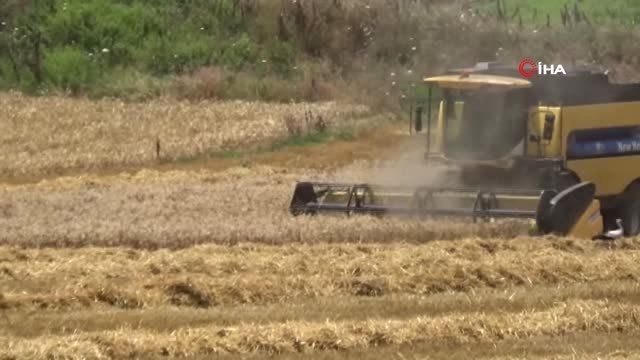 Bafra Ovası'nda buğday hasadı başladı