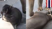 赤ちゃん象 暑さで倒れる タイのノンヌット・トロピカルガーデンで - トモニュース
