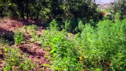 Diyarbakır’da 1 milyon 255 bin 464 kök kenevir ele geçirildi