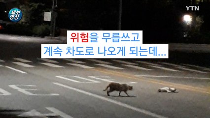 [제보영상] 친구 곁을 떠나지 못하는 고양이 / YTN