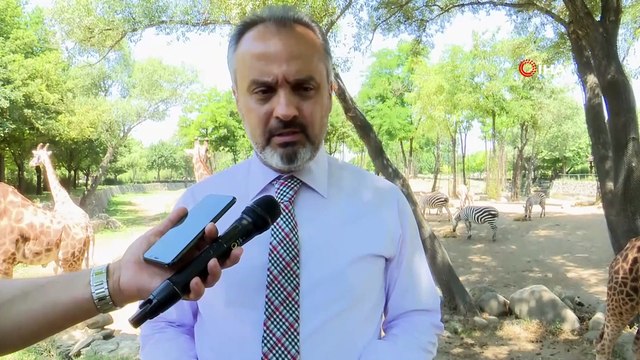 Bursa Hayvanat Bahçesi’nde yavru zebra sevinci