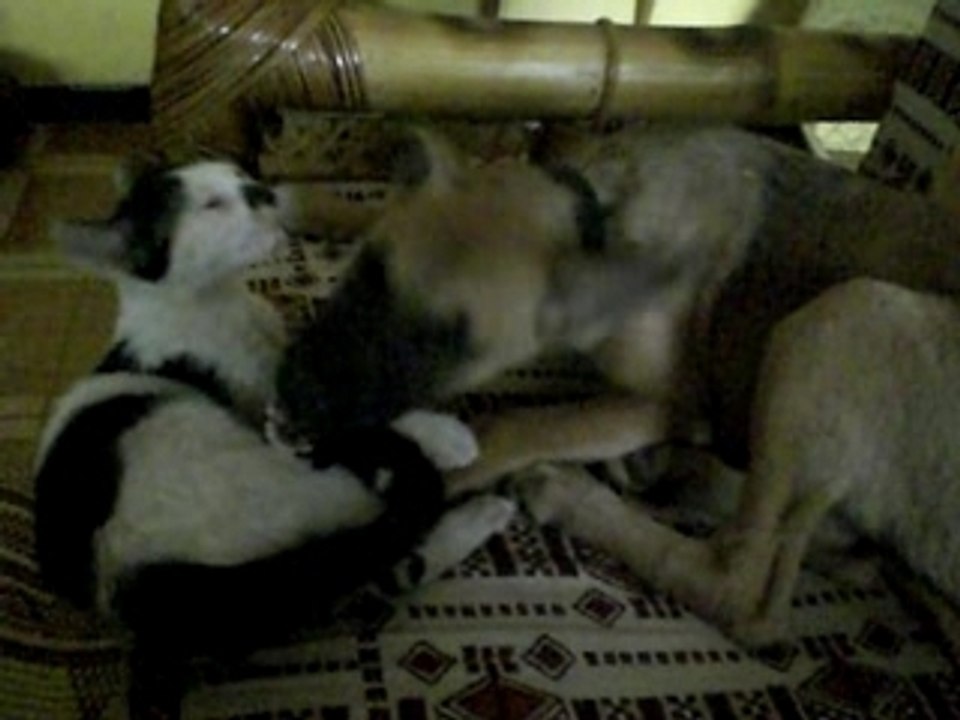 Chien et Chat