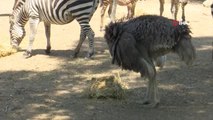 Bursa Hayvanat Bahçesi'nde yavru zebra sevinci