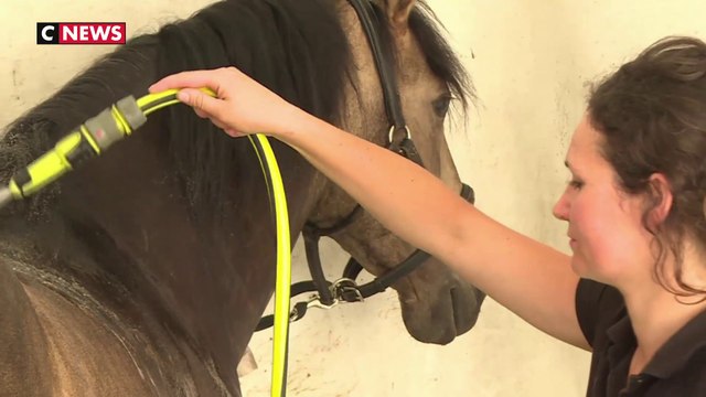 Canicule : des soins spécifiques pour les chevaux de Chantilly