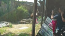 Gorilas y nutrias del Zoo disfrutan de su aperitivo helado