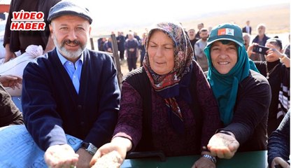 (28 Haziran 2019)KOCASİNAN’DA ATA YADİGARI SİYEZ BUĞDAYLAR  HASADA HAZIRLANIYOR