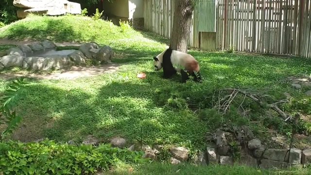 Los animales del Zoo de Madrid se refrescan con sus helados
