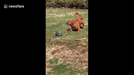 Download Video: Confused US dog barks at popped football after it 'hisses' at him