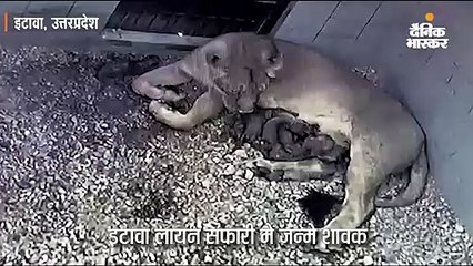 शेरनी जेसिका ने अपने चार शावकों को स्वीकारा; ममतामयी मां की तरह कर रही लालन-पालन