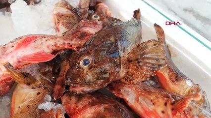 Zonguldak Görüntüsü çirkin balık İskorpite yoğun ilgi