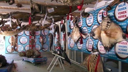 Türkiye Kıyılarında Balon Balığı Tehlikesi