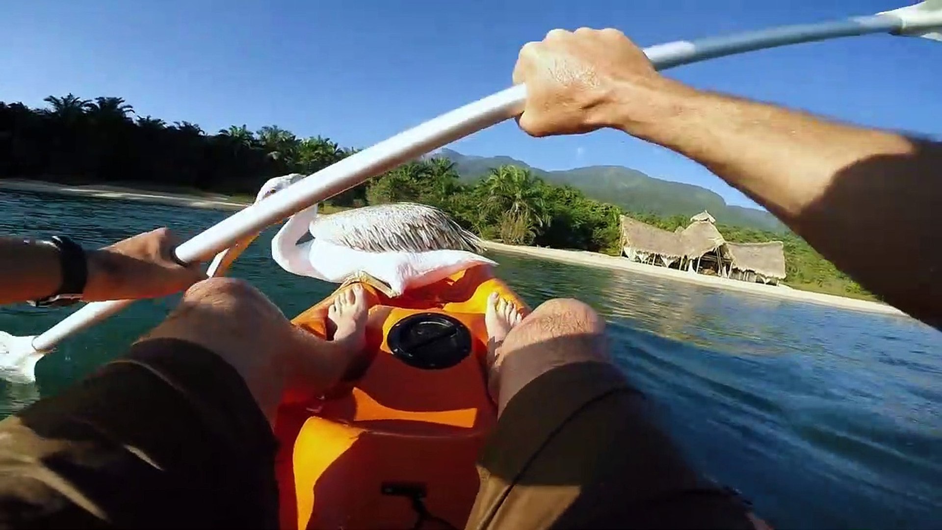 GoPro__Pelican_Learns_To_Fish