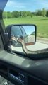Obligé d'utiliser ses essuie-glace pour virer un serpent de sa voiture