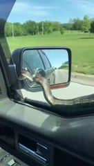 Obligé d'utiliser ses essuie-glace pour virer un serpent de sa voiture