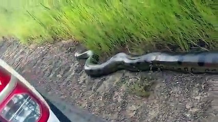 Des touristes croisent un gigantesque anaconda en bord de route