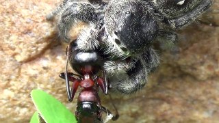 Jumping Spider eating Ant Butt New York State