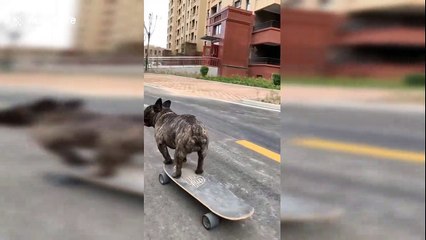 This French bulldog can skateboard better than most people