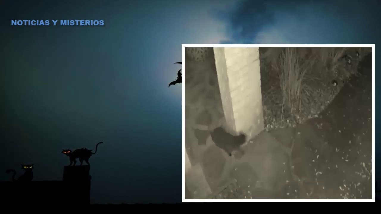 El extraño Caso del GATO FANTASMA de Texas