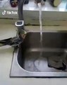 Cette perruche préfère boire de l'eau du robinet. Trop chou !