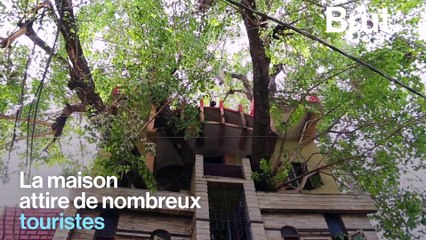 Ils construisent leur maison autour d'un figuier centenaire