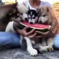 Ces bébés husky raffolent des pastèques. Regardez comme ils se régalent !