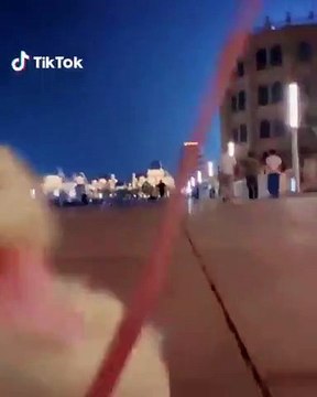 Cette chienne sait attendre son repas avec patience. Trop cute !