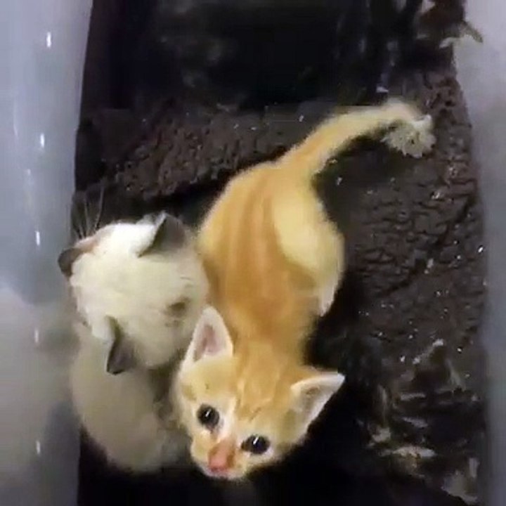 Le miaulement de ce chaton va vous donner des frissons. Trop chou !