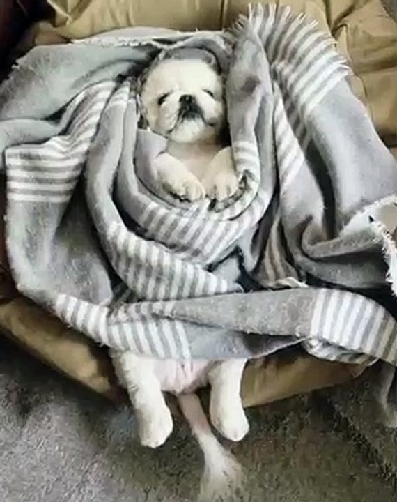 Ce chien adore se terrer sous la couette. Trop mimi !
