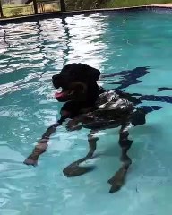 Ce Rottweiller aime nager sous l'eau. Regardez comme il s'amuse !