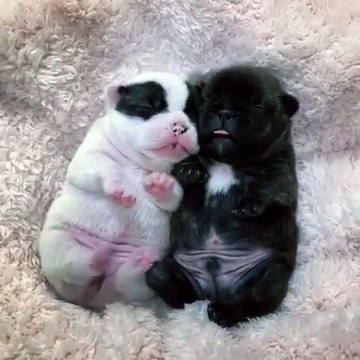 Ces bébés bulldog font fondre tout les cœurs. Trop mignon !