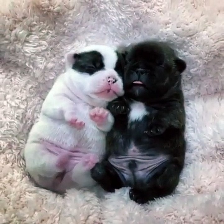 Ces bébés bulldog font fondre tout les cœurs. Trop mignon !