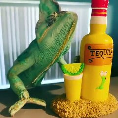 Ce caméléon aime bien jouer avec de la tequila. Trop drôle !